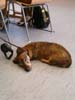Hund 1