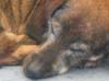 Hund 1