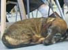 Hund 3